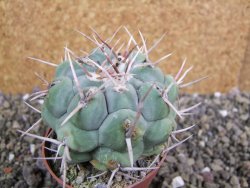 Thelocactus hexaedrophorus droegeanus pot 6,5 cm - 12402190