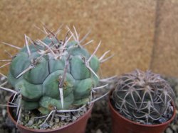 Thelocactus hexaedrophorus droegeanus pot 6,5 cm - 12402191