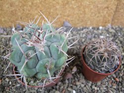 Thelocactus hexaedrophorus droegeanus pot 6,5 cm - 12402192