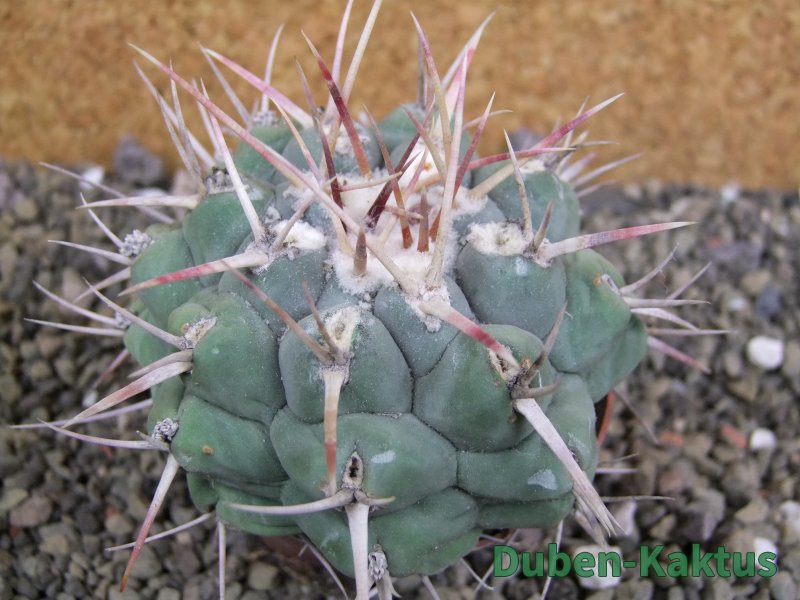 Thelocactus hexaedrophorus droegeanus pot 6,5 cm