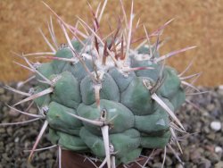 Thelocactus hexaedrophorus droegeanus pot 6,5 cm - 12402194