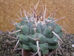 Thelocactus hexaedrophorus droegeanus pot 6,5 cm - 12402195