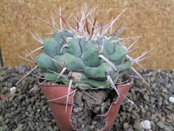 Thelocactus hexaedrophorus droegeanus pot 6,5 cm - 12402196