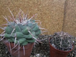 Thelocactus hexaedrophorus droegeanus pot 6,5 cm - 12402197