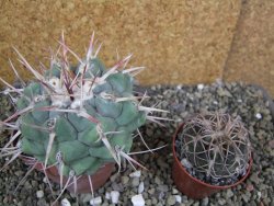 Thelocactus hexaedrophorus droegeanus pot 6,5 cm - 12402198