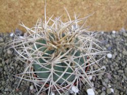 Gymnocalycium cardenasianum JO 193 pot 7 cm - 12402199