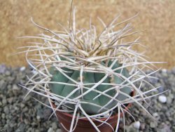 Gymnocalycium cardenasianum JO 193 pot 7 cm - 12402200