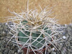 Gymnocalycium cardenasianum JO 193 pot 7 cm - 12402202