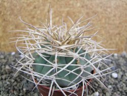 Gymnocalycium cardenasianum JO 193 pot 7 cm - 12402203