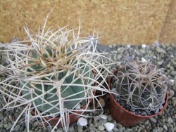 Gymnocalycium cardenasianum JO 193 pot 7 cm - 12402204