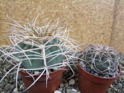 Gymnocalycium cardenasianum JO 193 pot 7 cm - 12402205