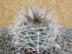 Gymnocalycium cardenasianum JO 193 pot 7 cm - 12402207