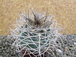 Gymnocalycium cardenasianum JO 193 pot 7 cm - 12402208