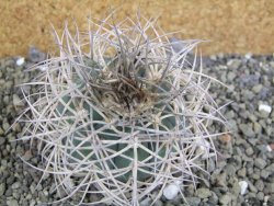 Gymnocalycium cardenasianum JO 193 pot 7 cm - 12402209