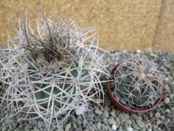 Gymnocalycium cardenasianum JO 193 pot 7 cm - 12402210