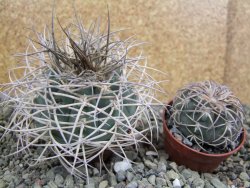 Gymnocalycium cardenasianum JO 193 pot 7 cm - 12402211