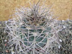 Gymnocalycium cardenasianum JO 193 pot 7 cm - 12402212