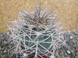 Gymnocalycium cardenasianum JO 193 pot 7 cm - 12402213