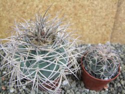 Gymnocalycium cardenasianum JO 193 pot 7 cm - 12402214