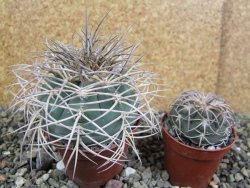 Gymnocalycium cardenasianum JO 193 pot 7 cm - 12402215