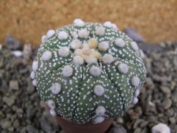 Astrophytum Hanazano Kabuto B, pot 5,5 cm