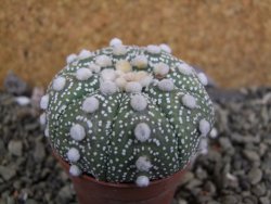 Astrophytum Hanazano Kabuto B, pot 5,5 cm - 12402217