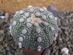 Astrophytum Hanazano Kabuto B, pot 5,5 cm - 12402218