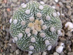 Astrophytum Hanazano Kabuto B, pot 5,5 cm - 12402219