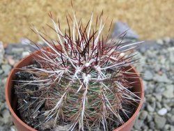 Echinocereus chloranthus SB 131 El Paso TX. pot 6,5 cm - 12402220