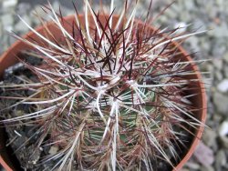 Echinocereus chloranthus SB 131 El Paso TX. pot 6,5 cm - 12402222