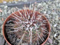Echinocereus chloranthus SB 131 El Paso TX. pot 6,5 cm - 12402223