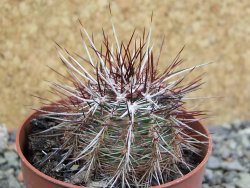 Echinocereus chloranthus SB 131 El Paso TX. pot 6,5 cm - 12402224
