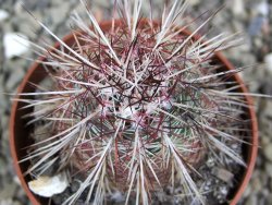 Echinocereus chloranthus SB 131 El Paso TX. pot 6,5 cm - 12402226