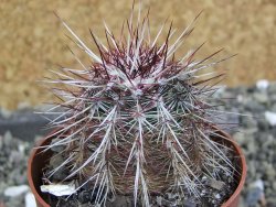 Echinocereus chloranthus SB 131 El Paso TX. pot 6,5 cm - 12402227