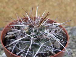 Echinocereus fendleri Petritisch Forest pot 6,5 cm - 12402229