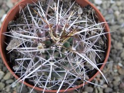 Echinocereus fendleri Petritisch Forest pot 6,5 cm - 12402230