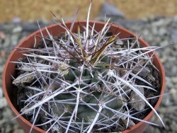 Echinocereus fendleri Petritisch Forest pot 6,5 cm - 12402231