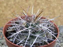 Echinocereus fendleri Petritisch Forest pot 6,5 cm - 12402232