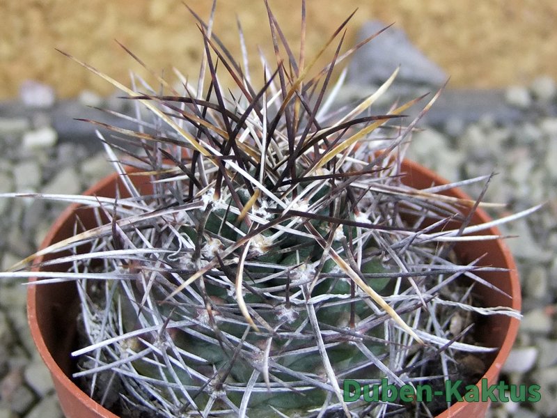 Echinocereus fendleri Petritisch Forest pot 6,5 cm