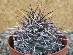 Echinocereus fendleri Petritisch Forest pot 6,5 cm - 12402234