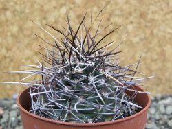 Echinocereus fendleri Petritisch Forest pot 6,5 cm - 12402235