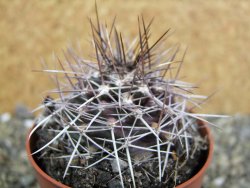 Echinocereus fendleri Petritisch Forest pot 6,5 cm - 12402237