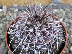 Echinocereus fendleri Petritisch Forest pot 6,5 cm - 12402238