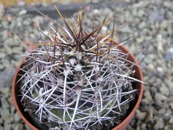 Echinocereus fendleri Petritisch Forest pot 6,5 cm