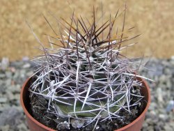 Echinocereus fendleri Petritisch Forest pot 6,5 cm - 12402240