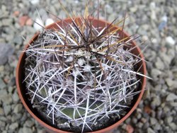 Echinocereus fendleri Petritisch Forest pot 6,5 cm - 12402241