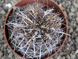 Echinocereus fendleri Petritisch Forest pot 6,5 cm - 12402242