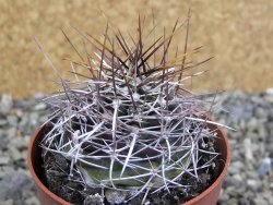 Echinocereus fendleri Petritisch Forest pot 6,5 cm - 12402243