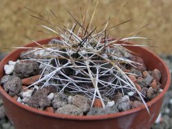 Echinocereus fendleri Petritisch Forest pot 6,5 cm - 12402245