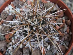 Echinocereus fendleri Petritisch Forest pot 6,5 cm - 12402246